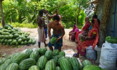 বটিয়াঘাটায় মাচায় তরমুজের বাম্পার ফলন