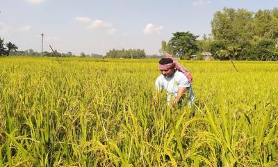 সোনালী ধান কাটার জন্য প্রস্তুত কৃষক