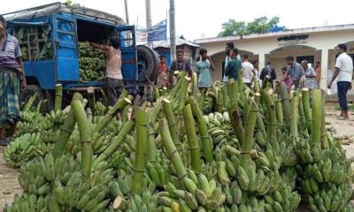 পাহাড়ের কলা শহরে গিয়ে দাম বাড়ে ৫ গুণ