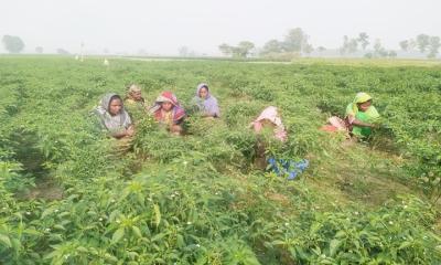 সারিয়াকান্দির চরাঞ্চলের বিখ্যাত কাঁচা মরিচ উত্তোলন শুরু