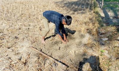 সাপের কামড় উপেক্ষা করে ইঁদুরের গর্তে থেকে ধান সংগ্রহ করছে কিশোর