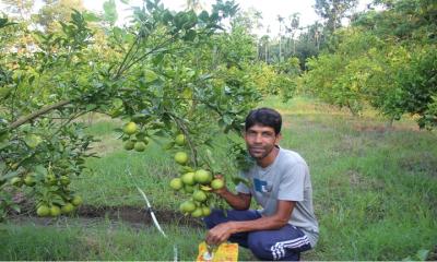 মাল্টা চাষে লাখপতি ভান্ডারিয়ার মহসিন