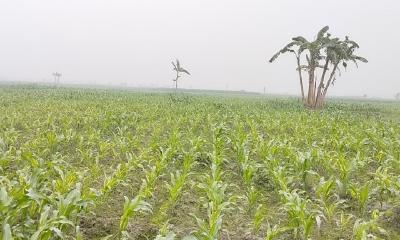 পানিশূন্য তিস্তার বুকে সবুজ ফসলের সমারোহ