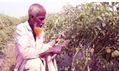 কুষ্টিয়া বিষমুক্ত সবজি চাষে আগ্রহ বাড়ছে কৃষকদের