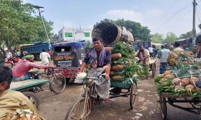 জিআই স্বীকৃতি পেল টাঙ্গাইলের মধুপুরের আনারস