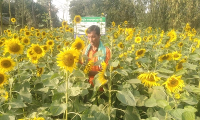 পতিত জমিতে সূর্যমুখীর চাষে লাভের স্বপ্ন দেখছেন লক্ষীকান্ত রায়