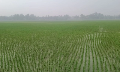 ফাগুনের বৃষ্টিতে কৃষকের স্বস্তি