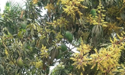 অসময়ে গাছে ঝুলছে পরিপক্ক আম, অন্য ডালে মুকুল!