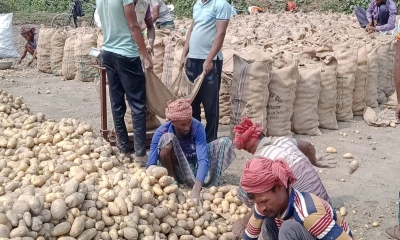 এক কাপ চায়ের দামে এক কেজি আলু