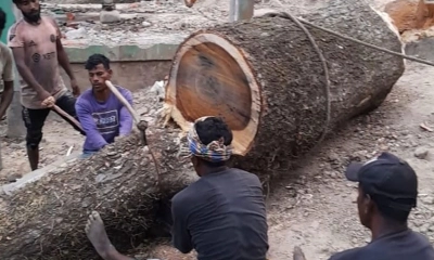 দরপত্র দাখিলের আগেই গাছ  কাটলেন বিএনপি নেতা