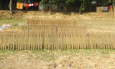 জ্বালানিতে গোবরের লাঠির চাহিদা বাড়ছে