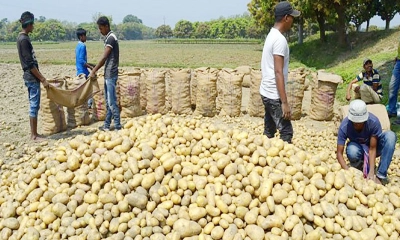 আলু নিয়ে কৃষকের চাপা কান্না