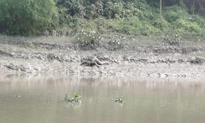 কপতাক্ষের পাড় থেকে বৃদ্ধার মরদেহ উদ্ধার