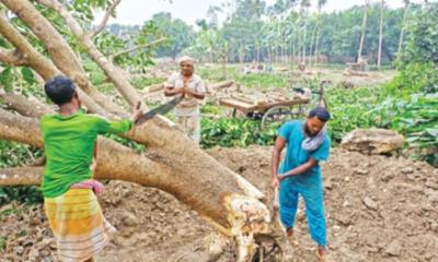 আম বাগান কেটে অন্য ফসলে ঝুকছেন চাষিরা