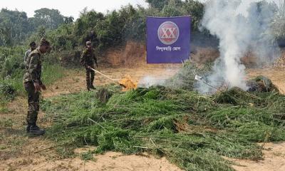 খাগড়াছড়ির গাঁজা ক্ষেত ধ্বংস করেছে সেনাবাহিনী