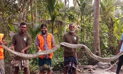 ২০ ফুট লম্বা অজগর লোকালয় থেকে উদ্ধার