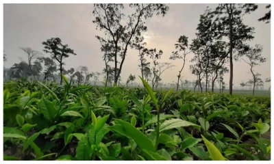 দেশে বিরূপ প্রতিক্রিয়া পড়ছে  চা শিল্পের উপর!