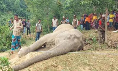 বৈদ্যুতিক তারে জ‌ড়ি‌য়ে হাতির মৃত্যু, আটক ১