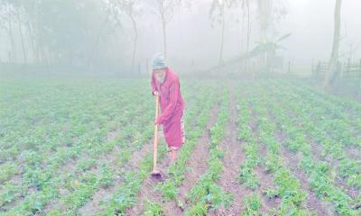 কৃষকের স্বপ্নে কুয়াশার হাতছানি