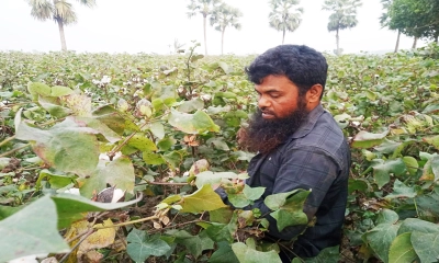 চুয়াডাঙ্গায় তুলার বাম্পার ফলন, কৃষকের মুখে হাসি