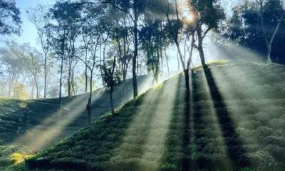 বোবারথলের পথে জহির