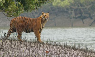 টেকসই পৃথিবী গড়তে