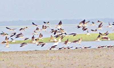 শীতে যারা বাংলাদেশের অতিথি