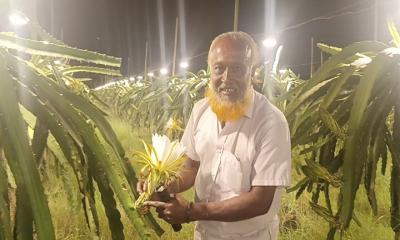 লাইট পদ্ধতিতে ড্রাগন চাষ, তিনগুন ফলন বৃদ্ধি