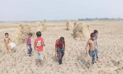 ধান কুড়ানোর আনন্দে মেতেছে গ্রামীণ শিশুরা