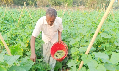 শসার কেজি ১০ টাকা, লোকসানে চাষিরা