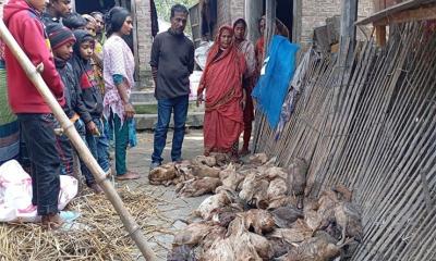 ভুয়া পশু চিকিৎসকের ইনজেকশনে ৪ শতাধিক হাঁসের মৃত্যু