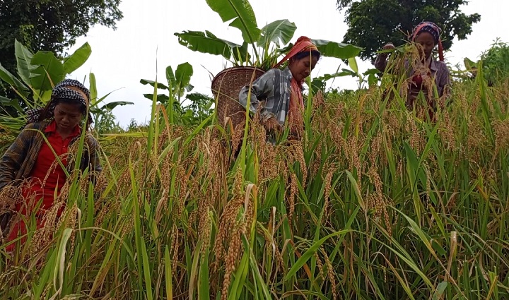 পাহাড়ের চলছে ধান কাটার মৌসুম