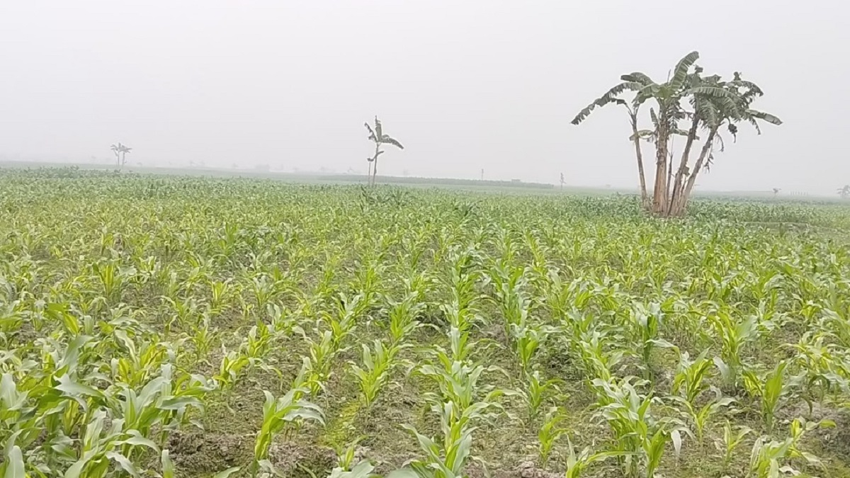 পানিশূন্য তিস্তার বুকে সবুজ ফসলের সমারোহ