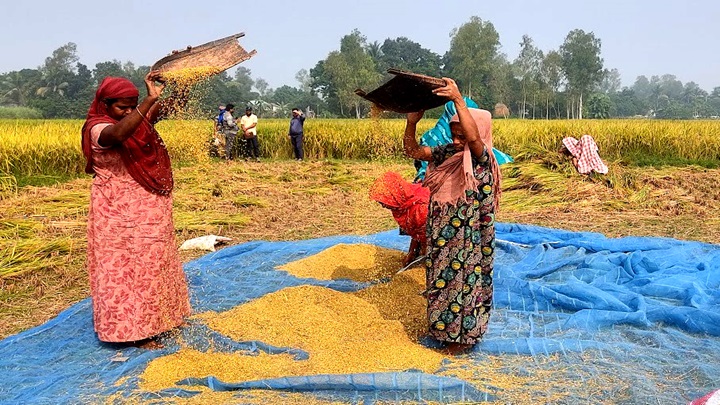 শাহজাদপুরে রোপা আমনের বাম্পার ফলন