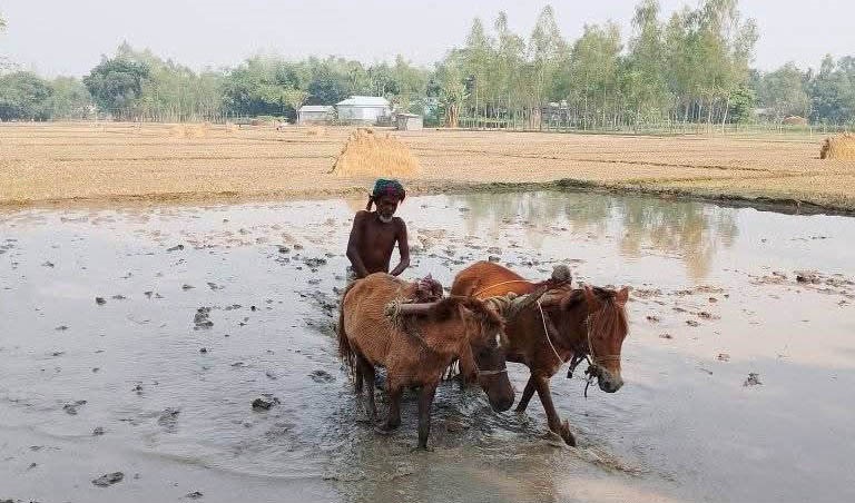 শেরপুরে ঘোড়া দিয়ে হালচাষ