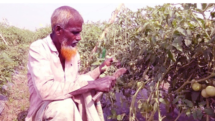 বিষমুক্ত সবজি চাষে আগ্রহ বাড়ছে কৃষকদের