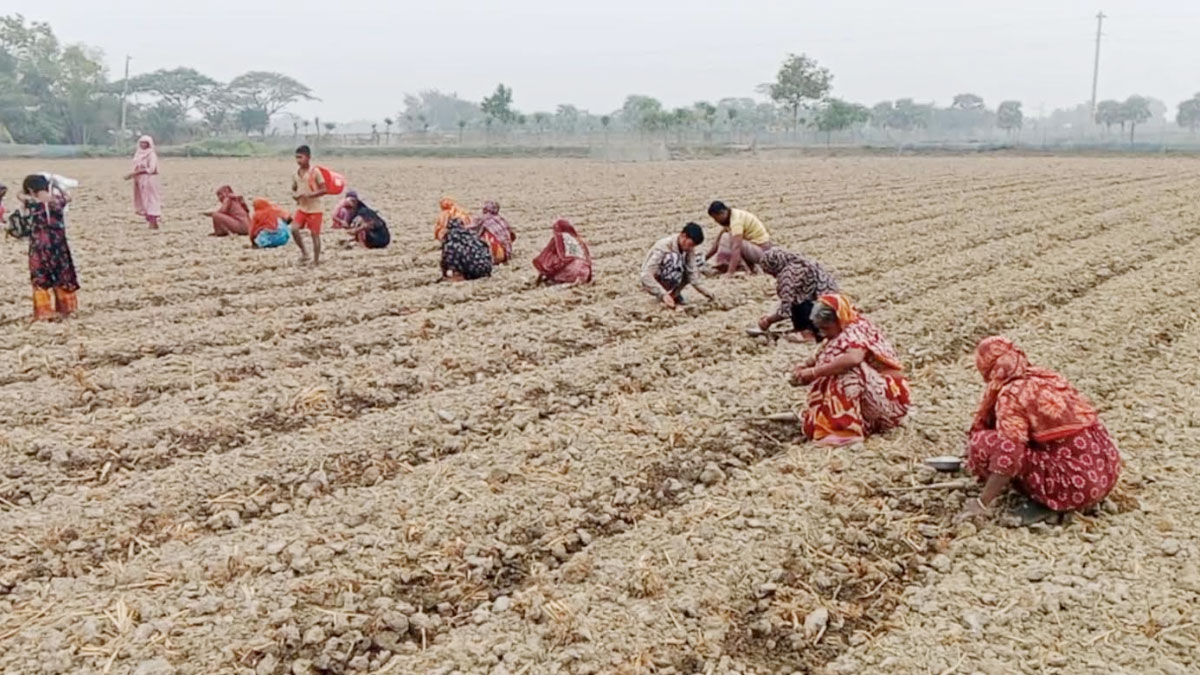 তরমুজ চাষে ব্যস্ত সময় পার করছেন কয়রার কৃষকরা