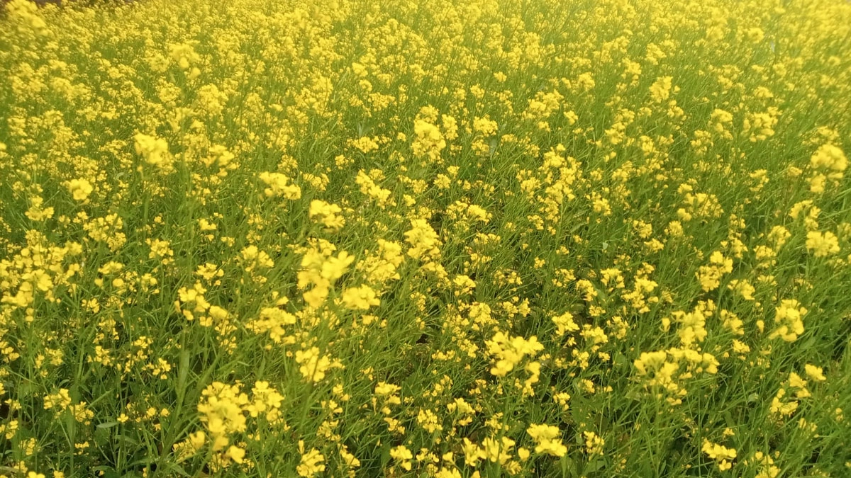 ভোজ্যতেলের চাহিদা মেটাতে বাড়ছে সরিষার চাষ