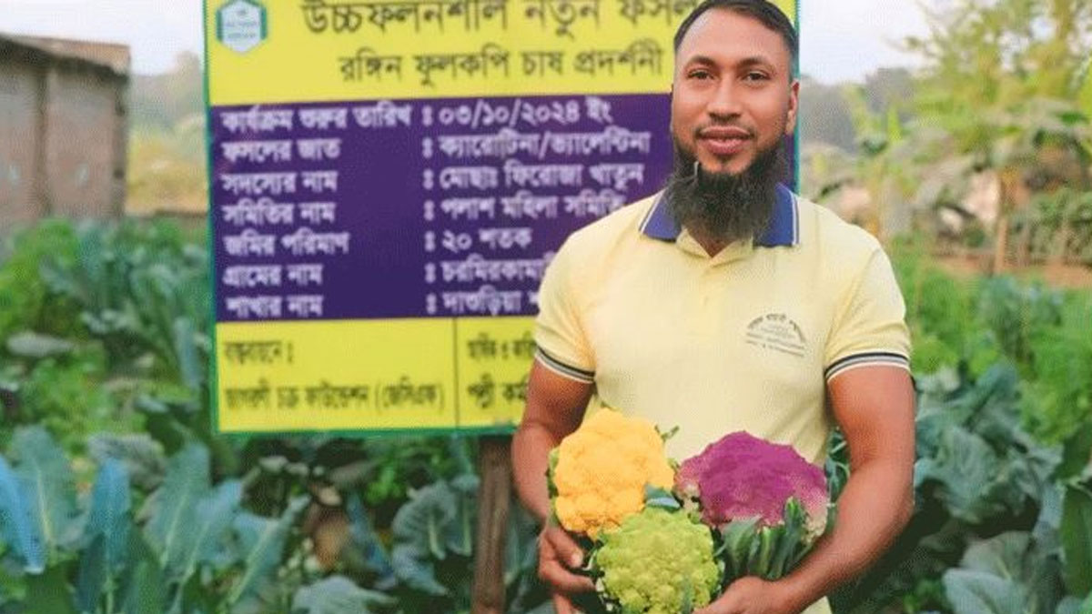 ঈশ্বরদীতে রঙিন ফুলকপিতে সফল কৃষক শফিকুল