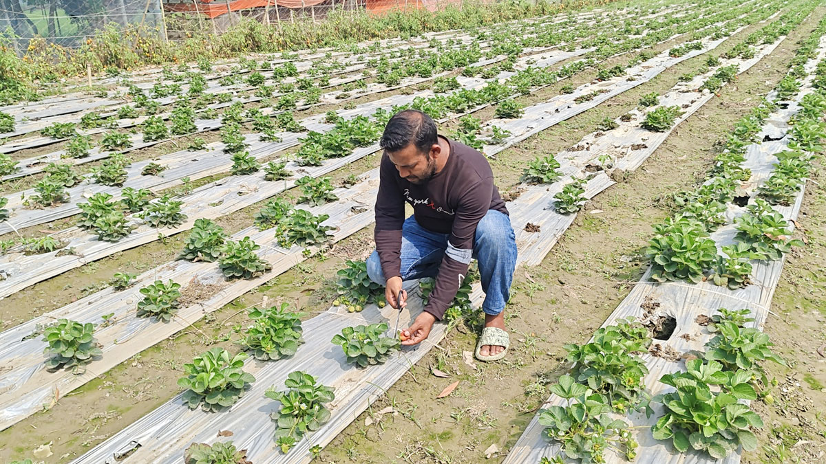 চাকরি ছেড়ে স্ট্রবেরি চাষে ভাগ্য বদলের স্বপ্ন সাব্বিরের