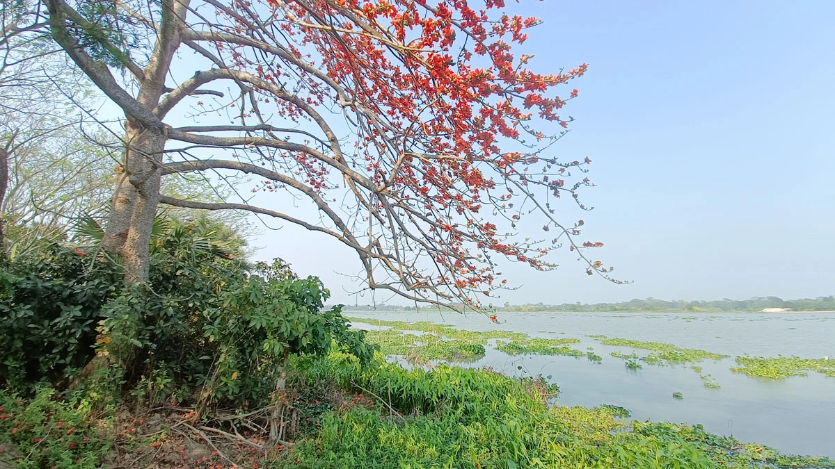 বসন্তে উঁকি দিচ্ছে শিমুল ফুল