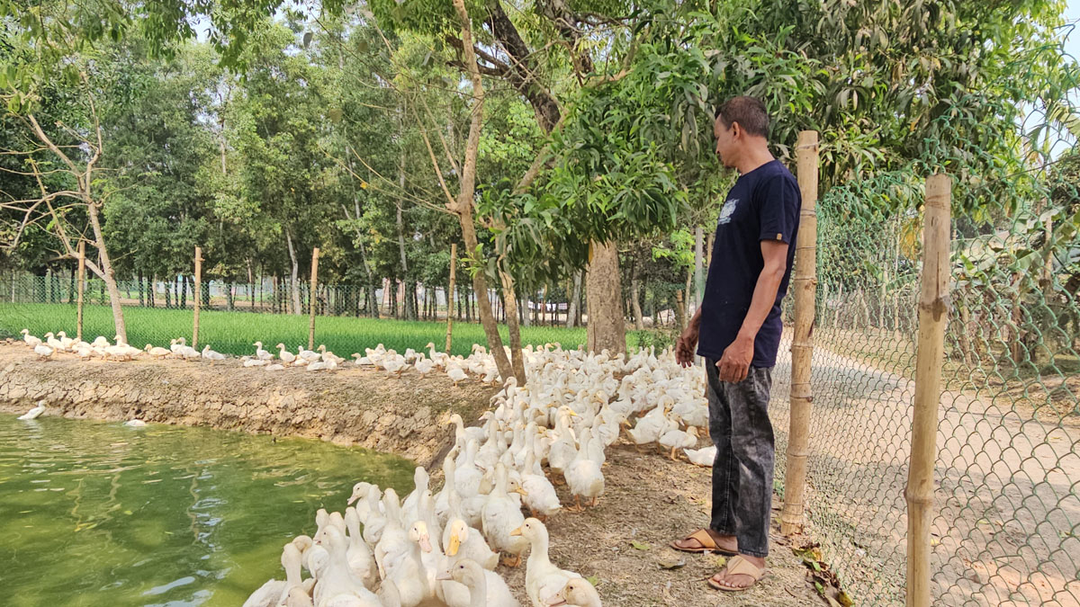 হাঁসের খামার করে দুই বন্ধুর সাফল্য