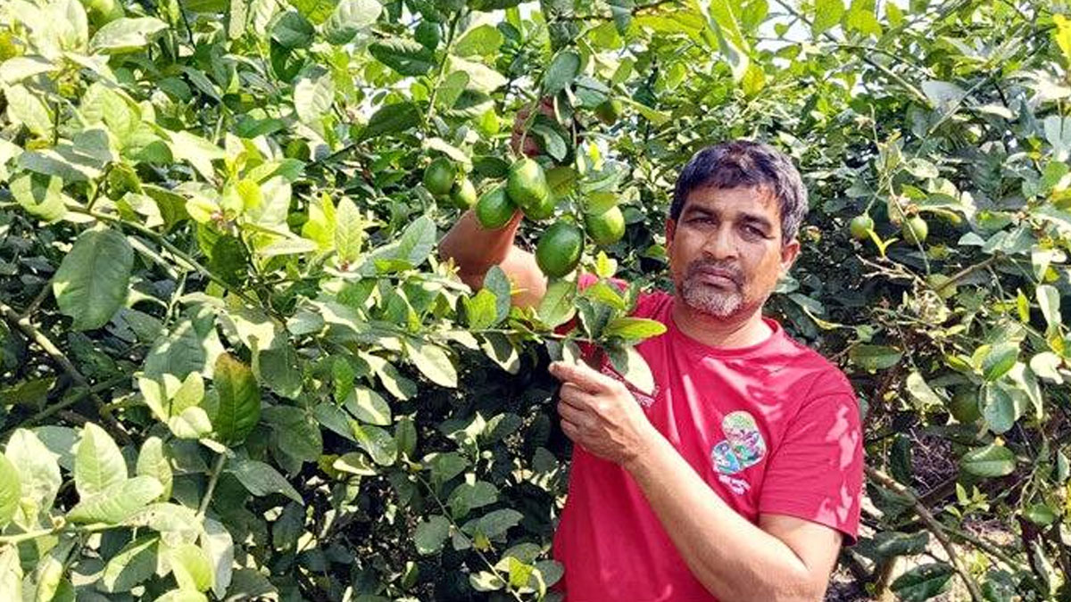 লেবু চাষে সফল শাহিন, ৭ দিনেই ৪ লাখ টাকা বিক্রি