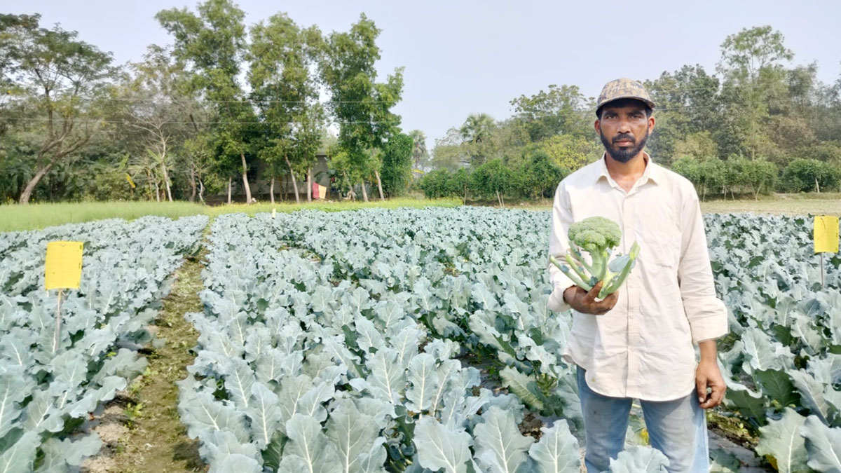 মিরসরাইয়ে ব্রোকলি চাষে সফল মামুন