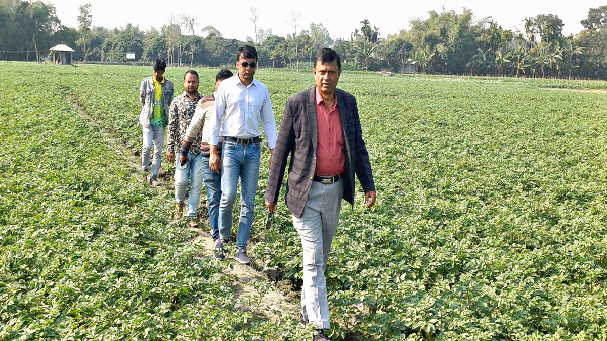 দিনাজপুরে আলুর বাম্পার ফলন হলেও ন্যায্য মূল্য থেকে বঞ্চিত কৃষক