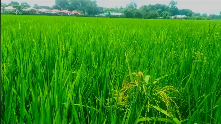 হাইব্রিড ধান বীজ কিনে প্রতারিত কৃষক