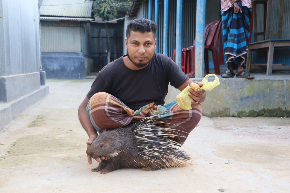 ভালোবেসে সজারু পোষ মানালেন টাঙ্গাইলের লিটন