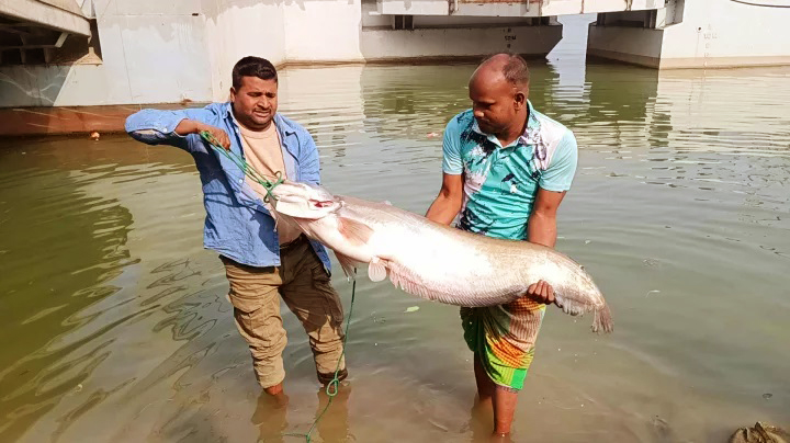 এক বোয়াল মাছের দাম অর্ধলাখ টাকা