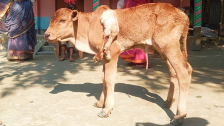 ৬ পা বিশিষ্ট বাছুরের জন্ম, দেখতে ভিড় উৎসুক জনতার