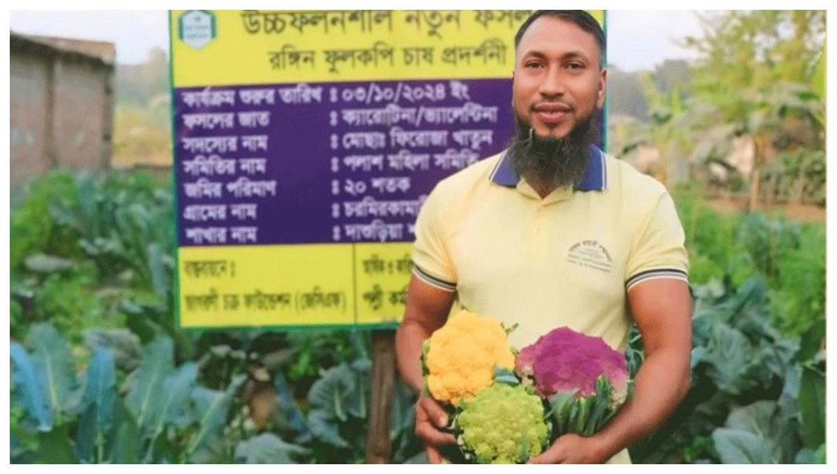 রঙিন কপি চাষ করে সফল কৃষক শফিকুল ইসলাম